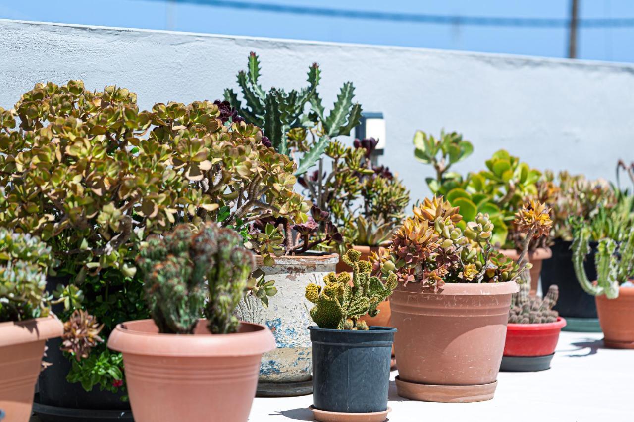 Cactopia Apartments- Hoya-Aeonium Rétino Exterior foto
